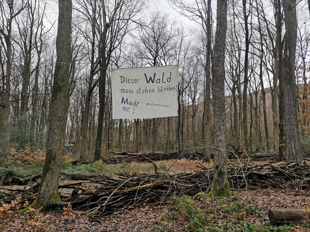 Osterholz Wald, Wuppertal: Skillshare rund ums Thema Räumung/Rodung